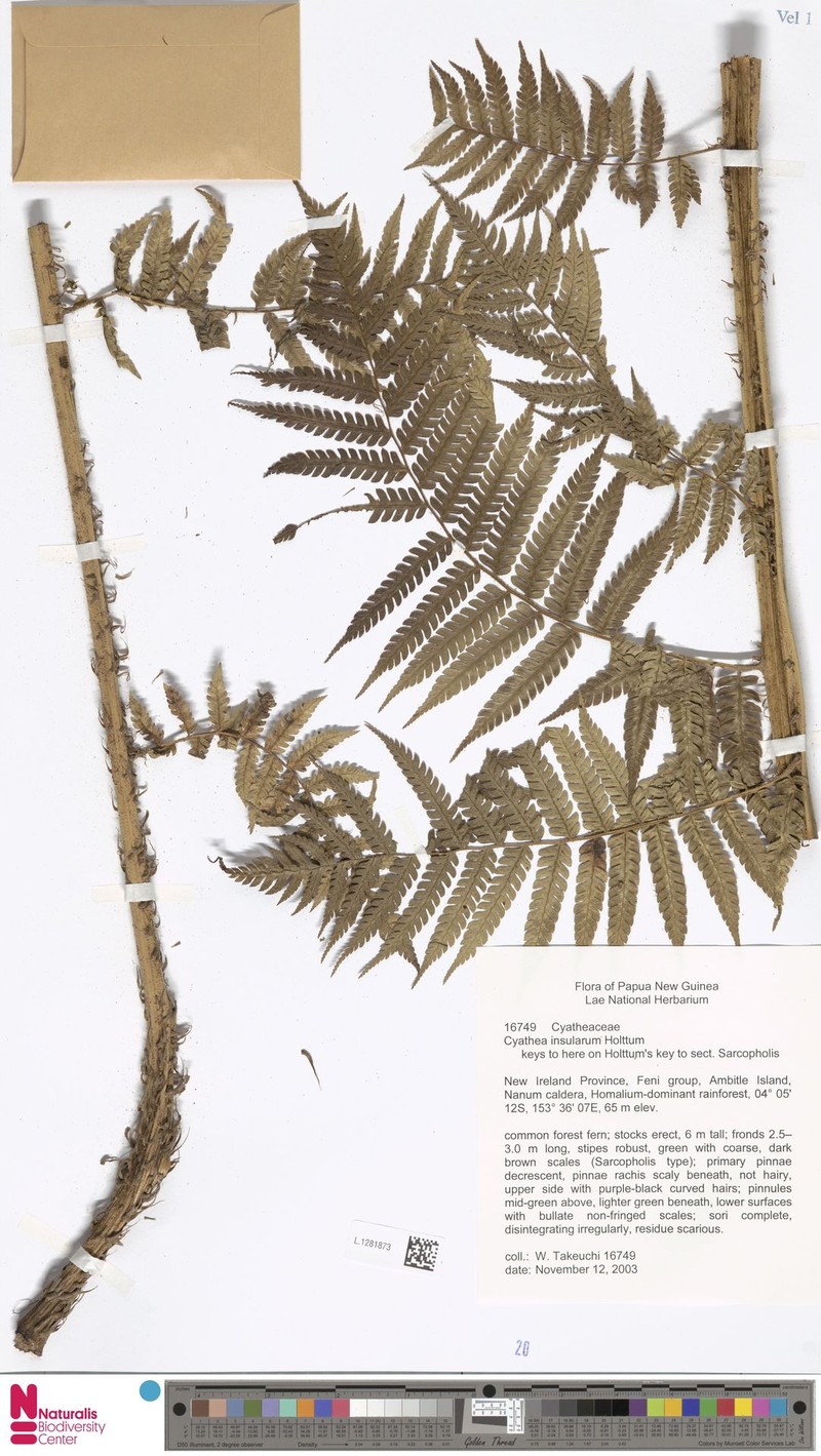Sphaeropteris insularum