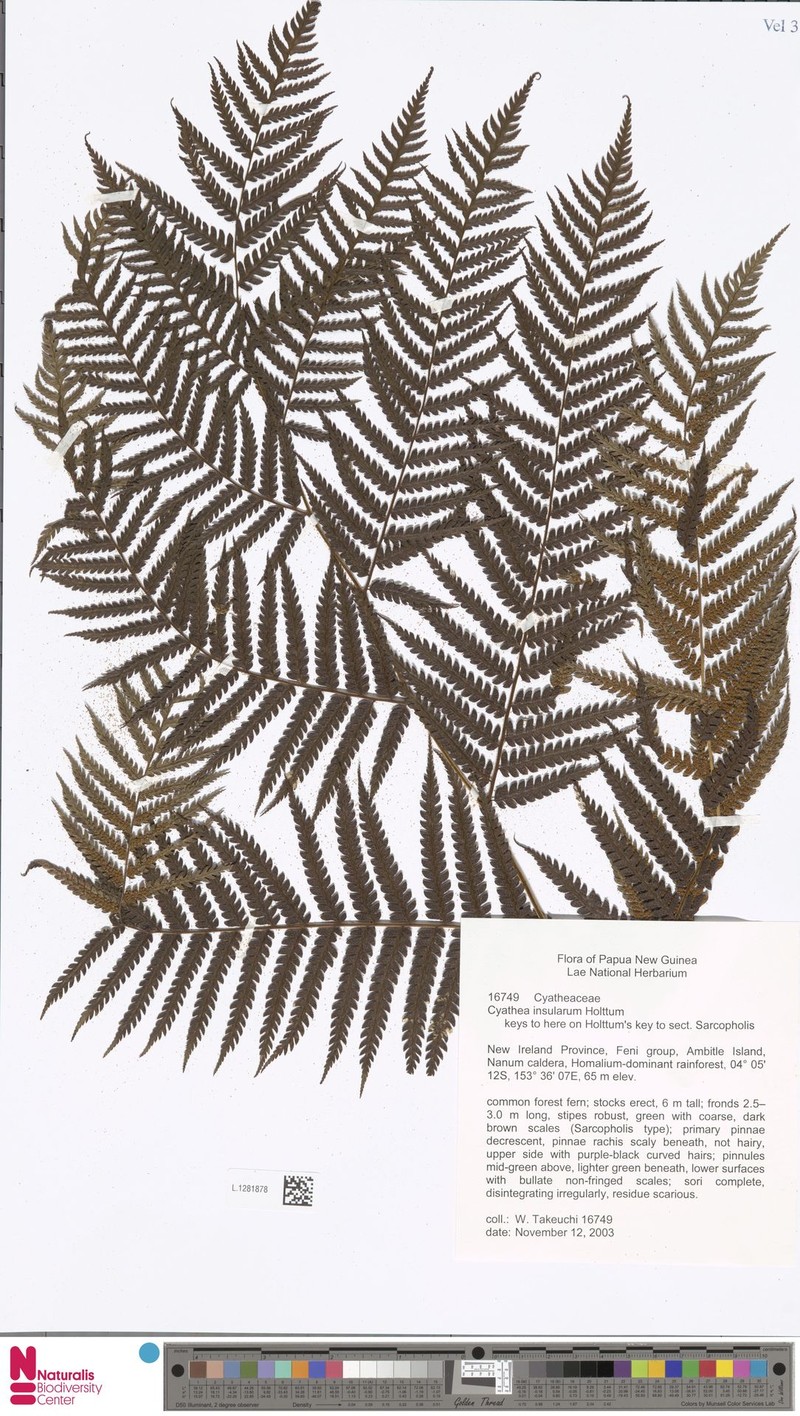 Sphaeropteris insularum photo 2
