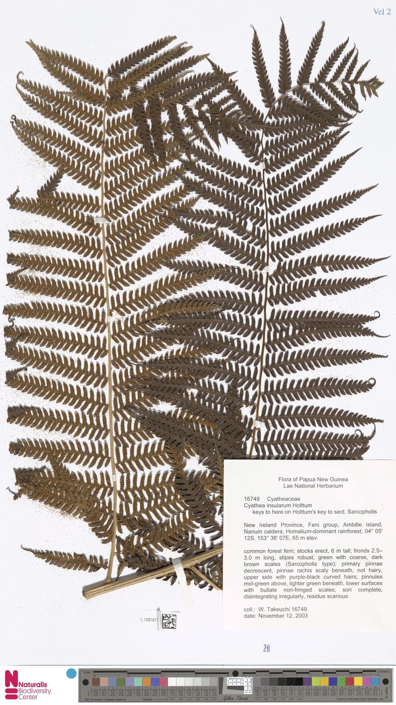 Sphaeropteris insularum photo 3