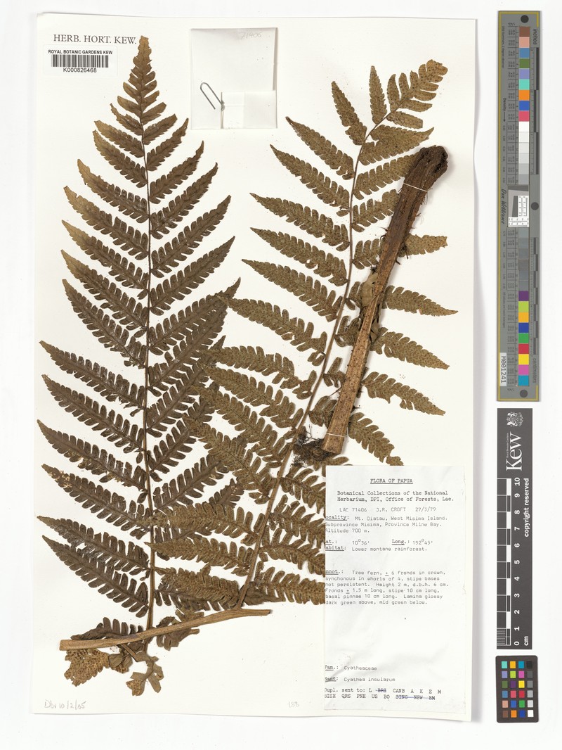 Sphaeropteris insularum photo 4