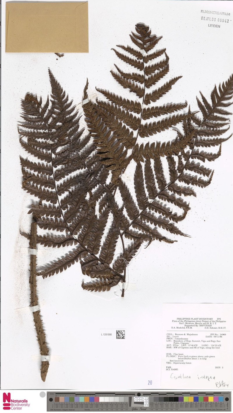 Sphaeropteris integra