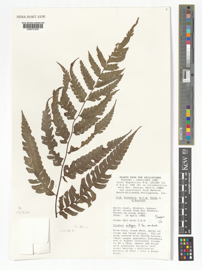 Sphaeropteris integra photo 2