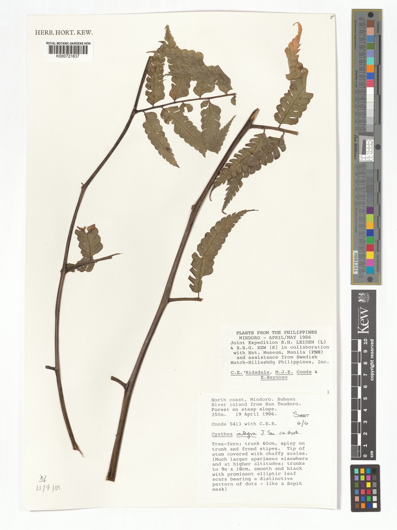 Sphaeropteris integra photo 3