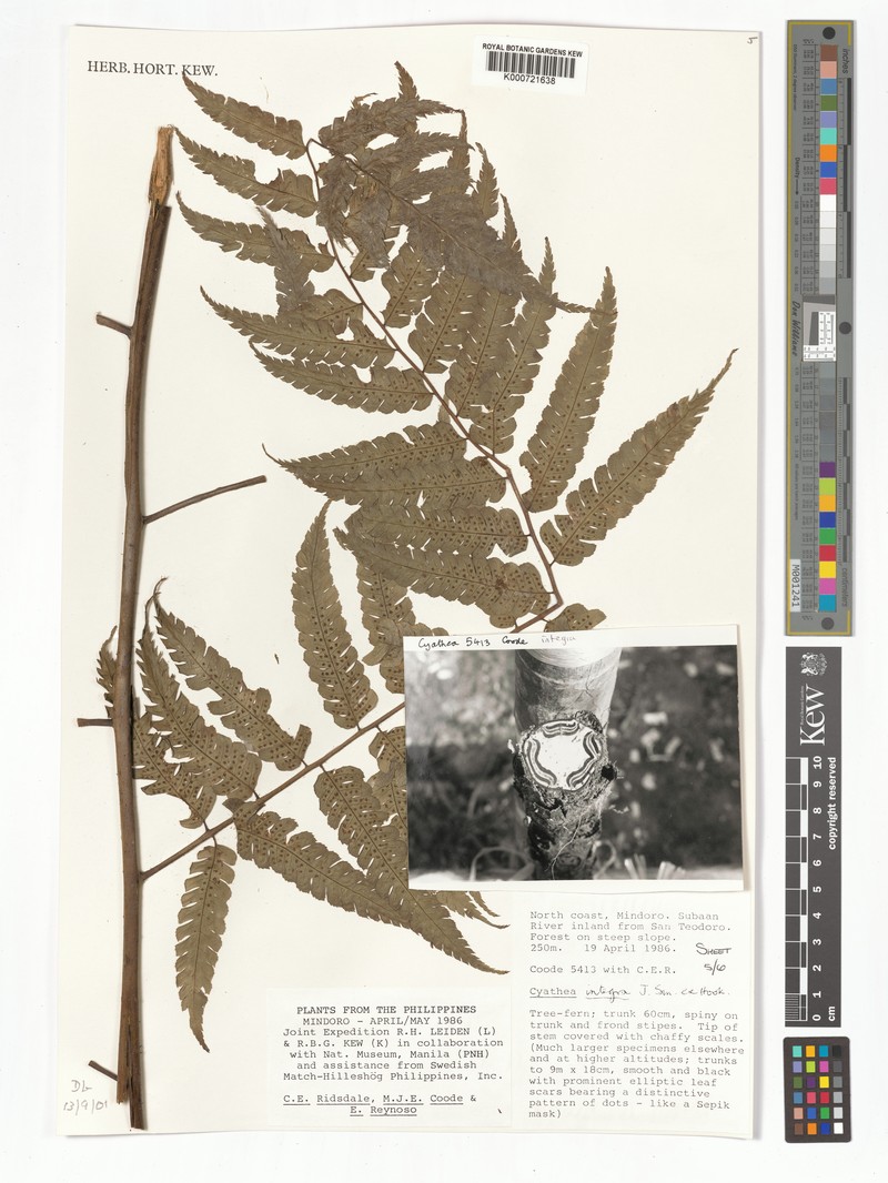 Sphaeropteris integra photo 4
