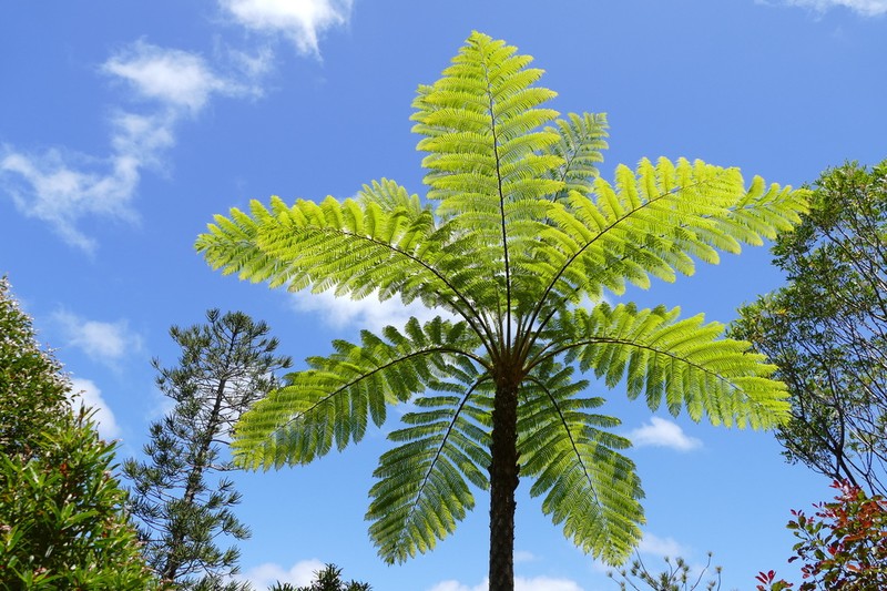 Sphaeropteris intermedia