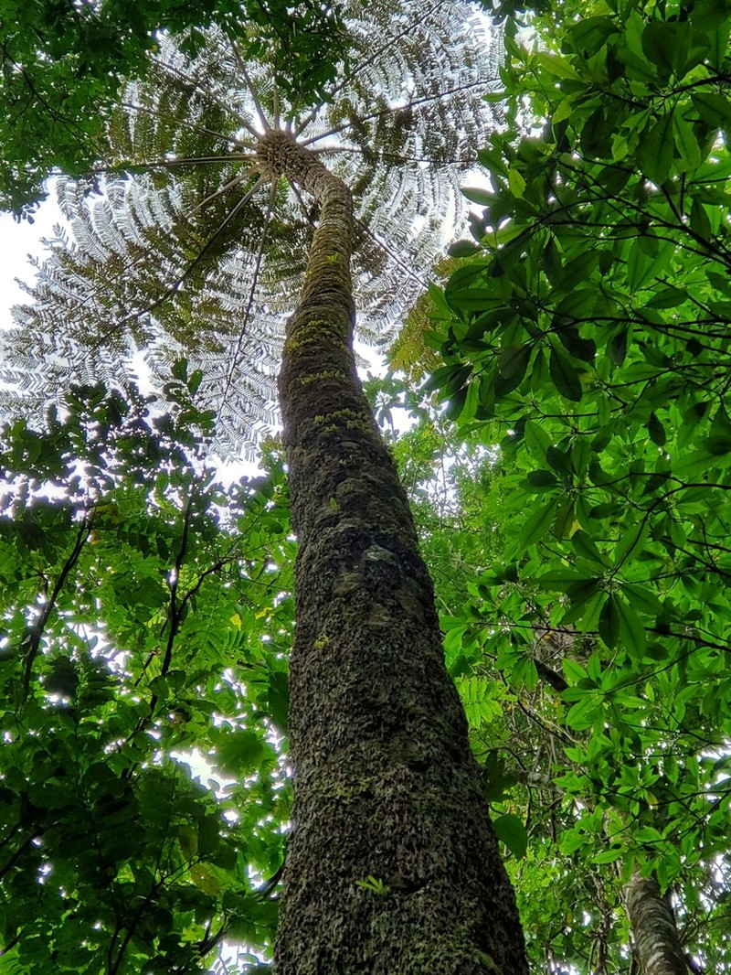 Sphaeropteris intermedia photo 2