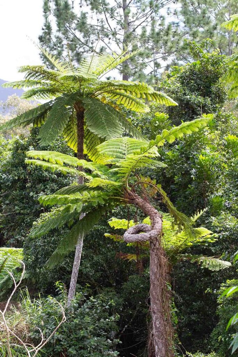 Sphaeropteris intermedia photo 4