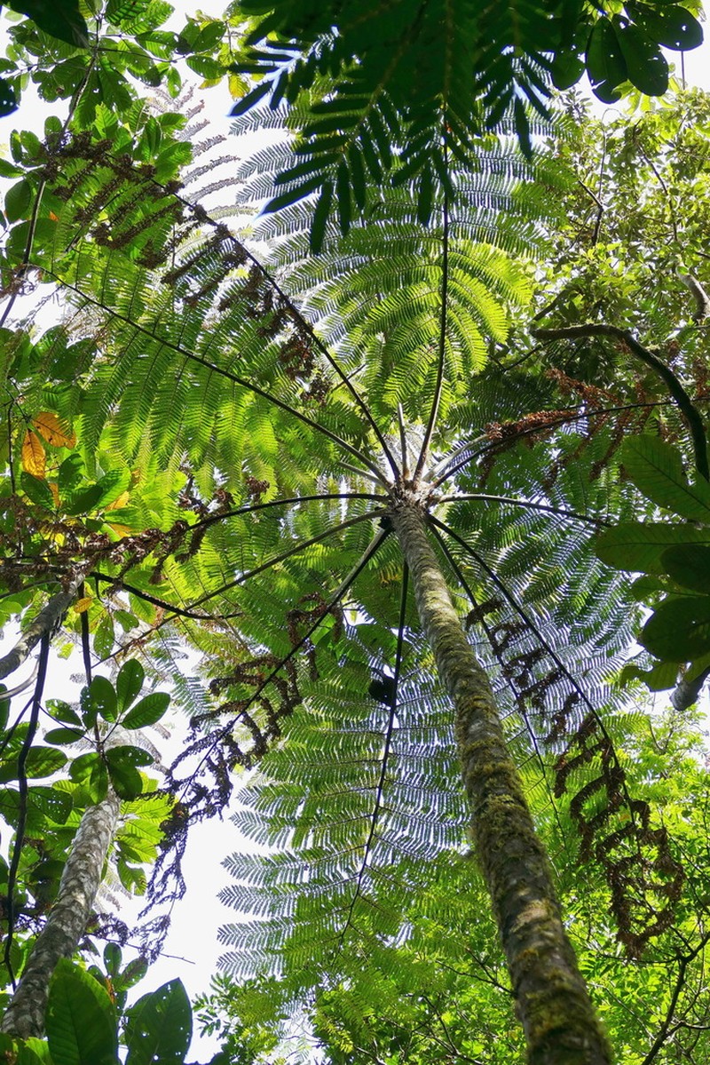 Sphaeropteris intermedia photo 6