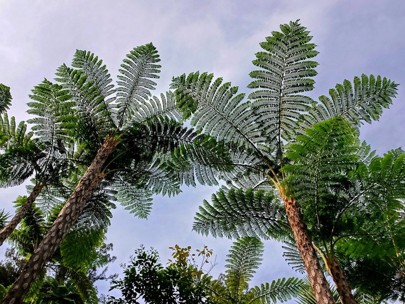 Sphaeropteris intermedia photo 7
