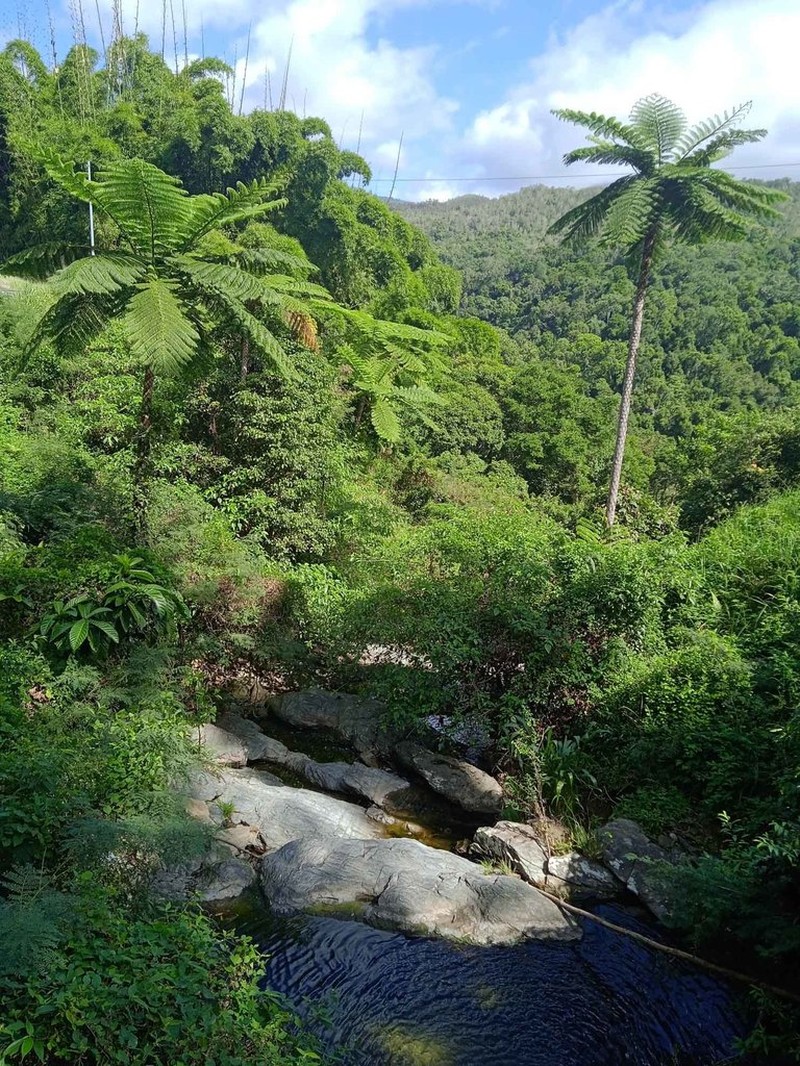 Sphaeropteris intermedia photo 8