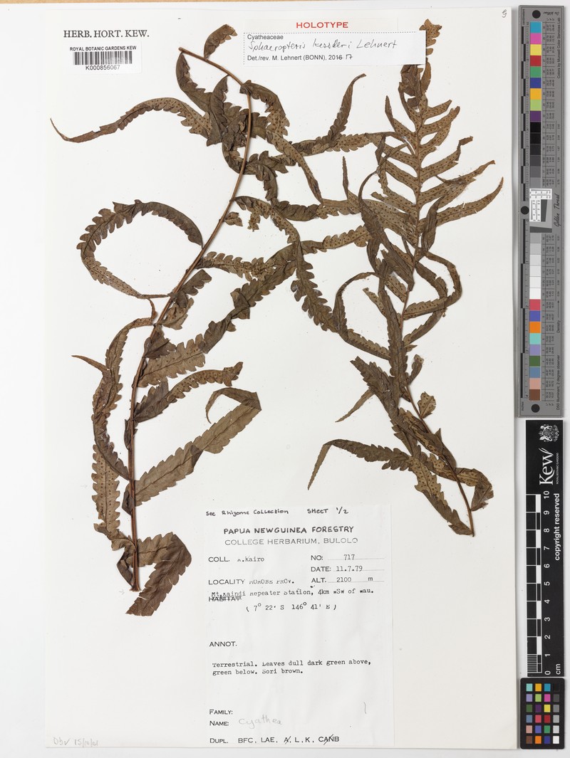 Sphaeropteris kessleri