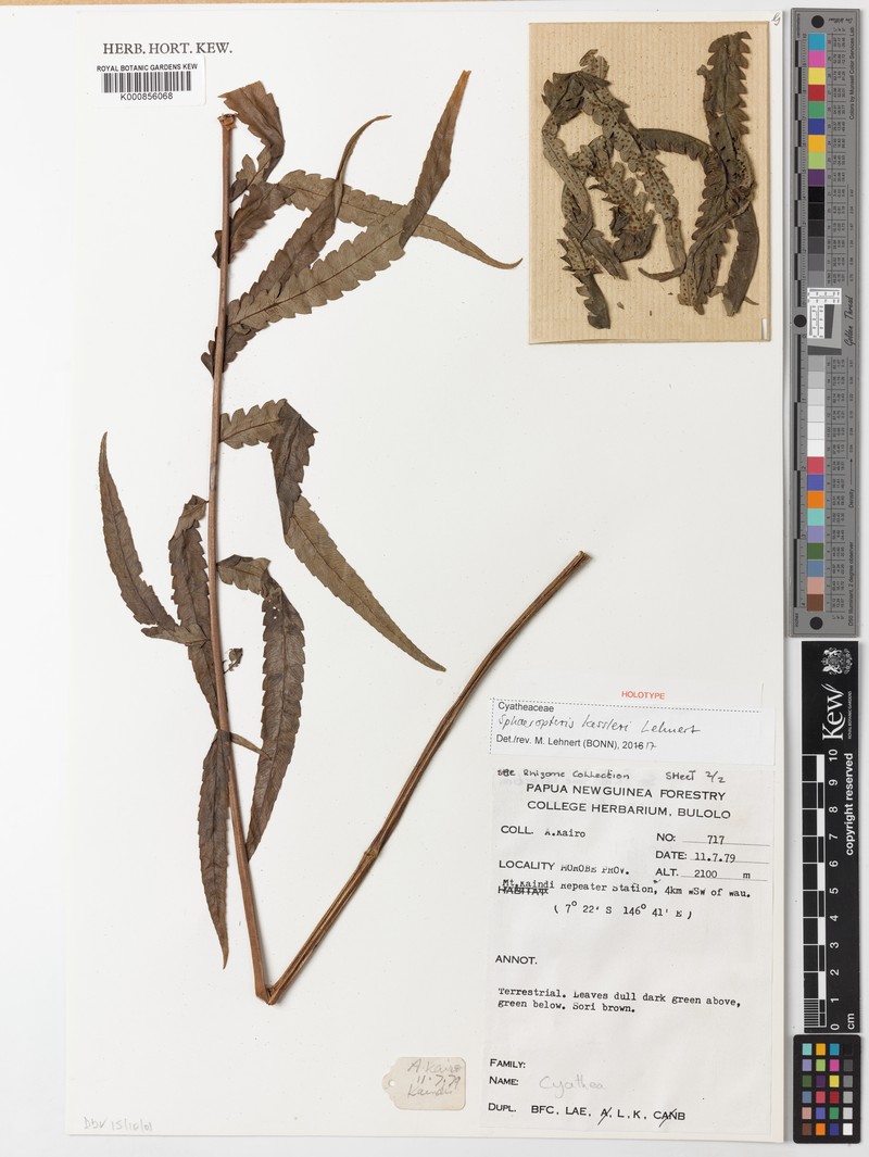 Sphaeropteris kessleri photo 2