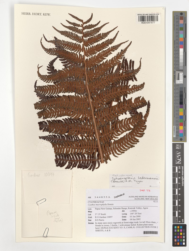 Sphaeropteris ledermannii