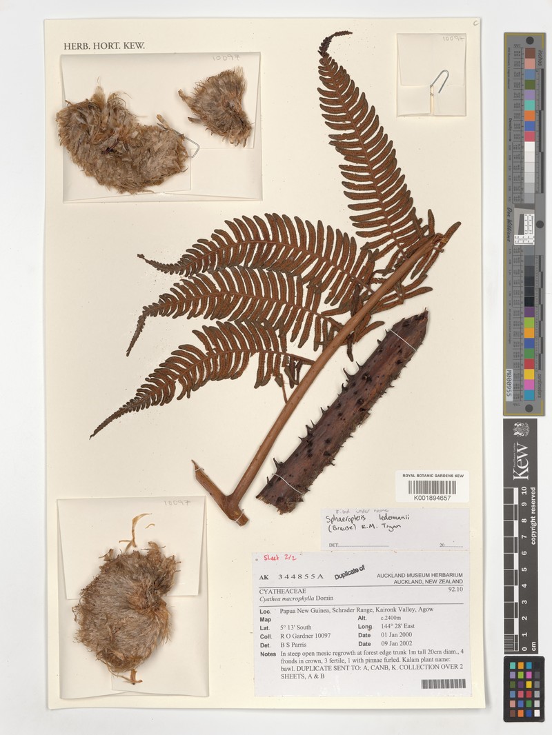 Sphaeropteris ledermannii photo 2
