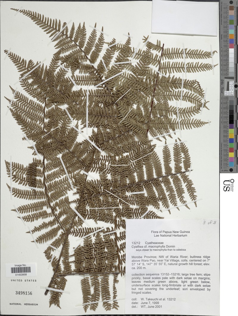 Sphaeropteris ledermannii photo 3