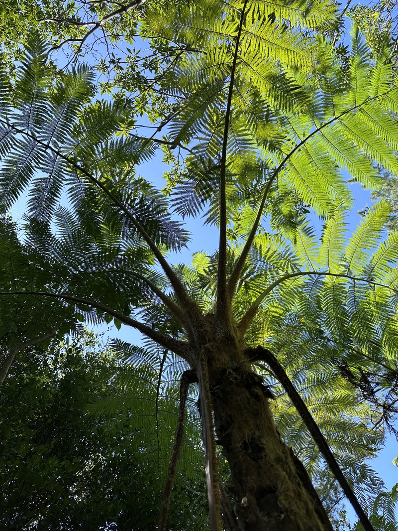 Sphaeropteris lepifera