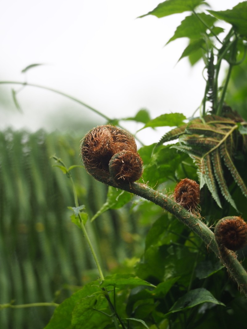 Sphaeropteris lepifera photo 4