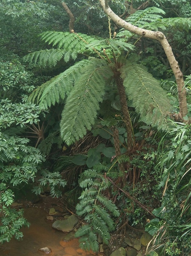 Sphaeropteris lepifera photo 5