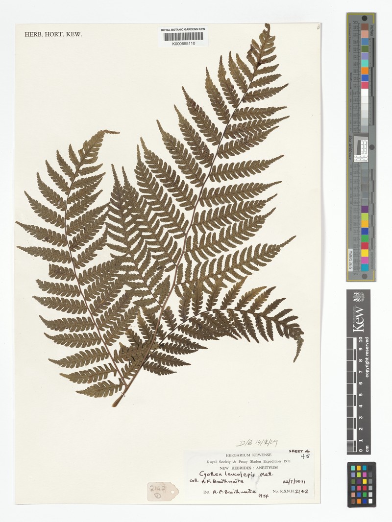 Sphaeropteris leucolepis