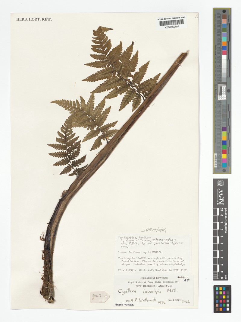 Sphaeropteris leucolepis photo 2