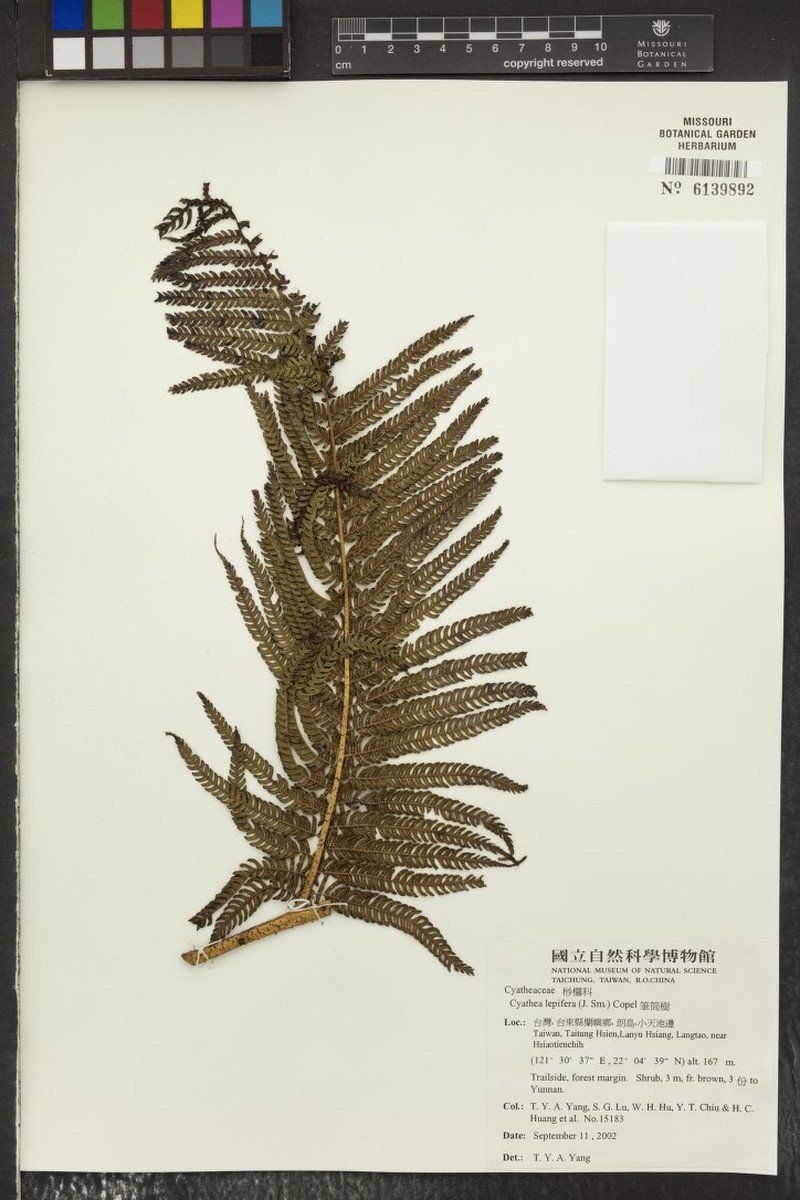Sphaeropteris leucotricha