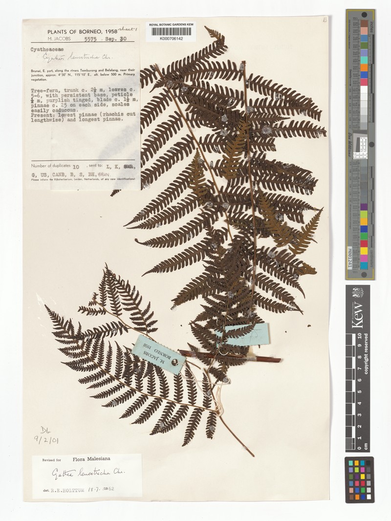 Sphaeropteris leucotricha photo 2