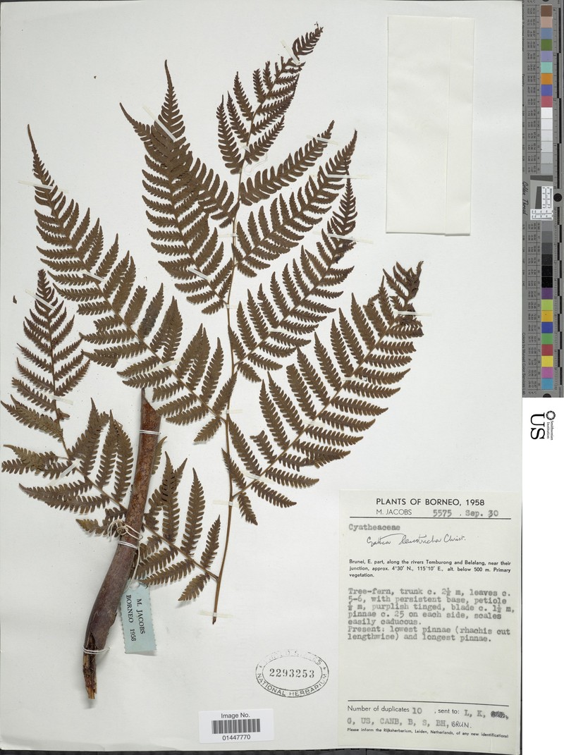 Sphaeropteris leucotricha photo 3