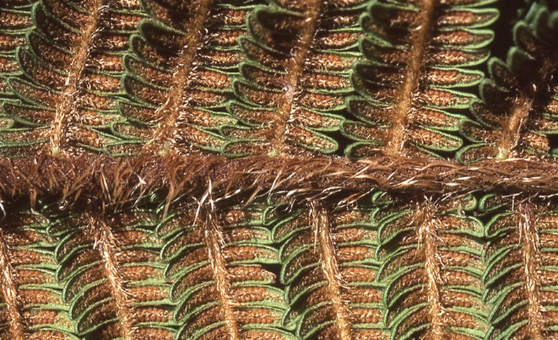 Sphaeropteris magna