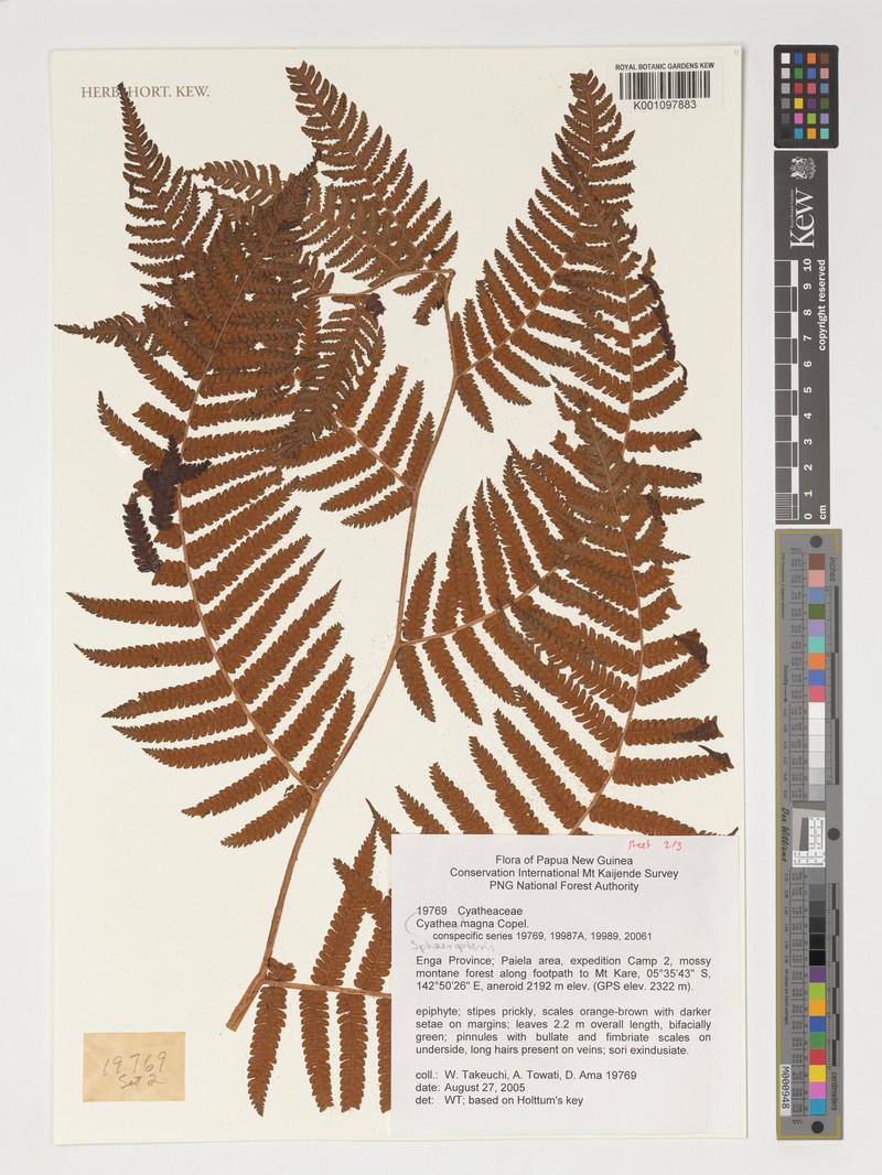 Sphaeropteris magna photo 2