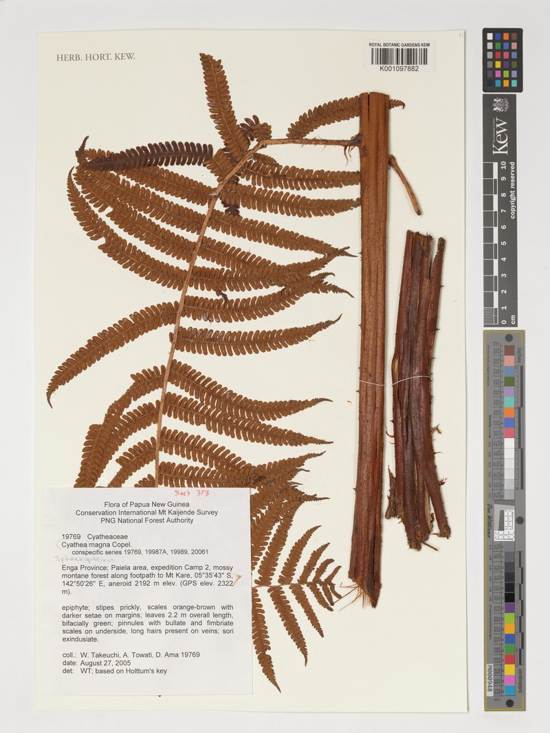 Sphaeropteris magna photo 3