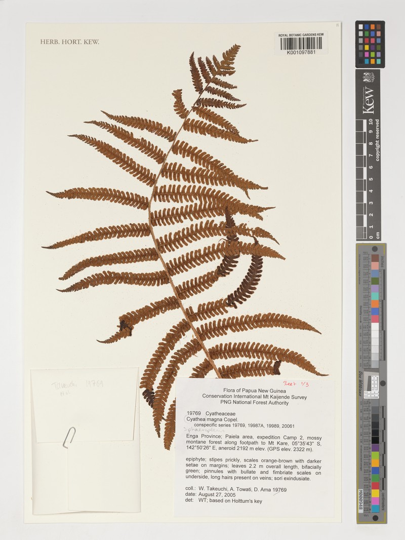 Sphaeropteris magna photo 4