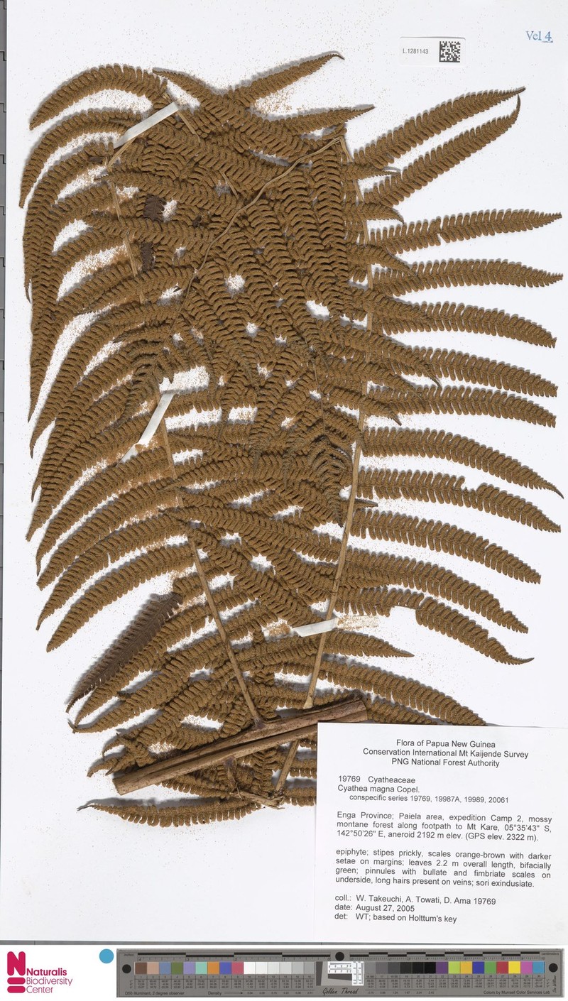 Sphaeropteris magna photo 5