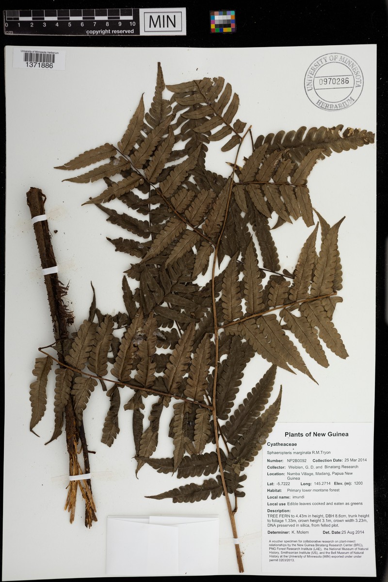 Sphaeropteris marginata