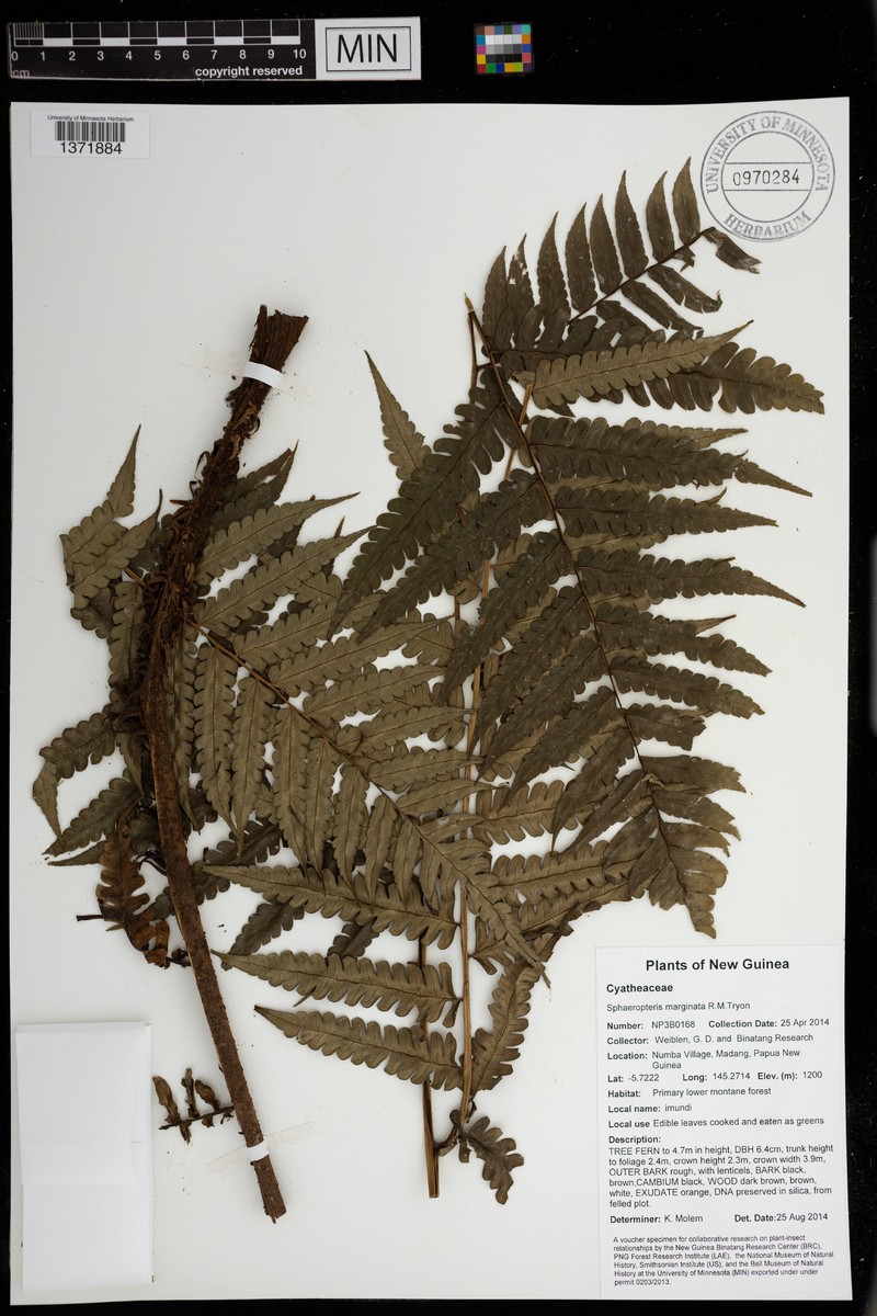Sphaeropteris marginata photo 2