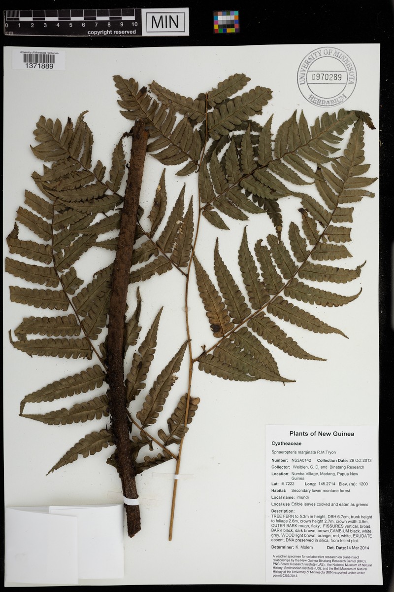 Sphaeropteris marginata photo 3