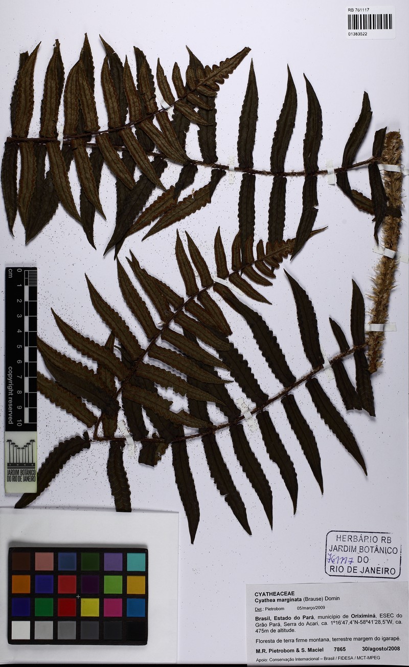 Sphaeropteris marginata photo 4