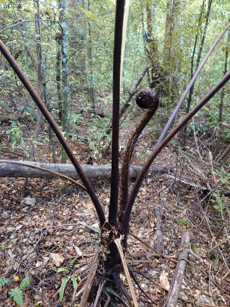 Sphaeropteris medullaris photo 2