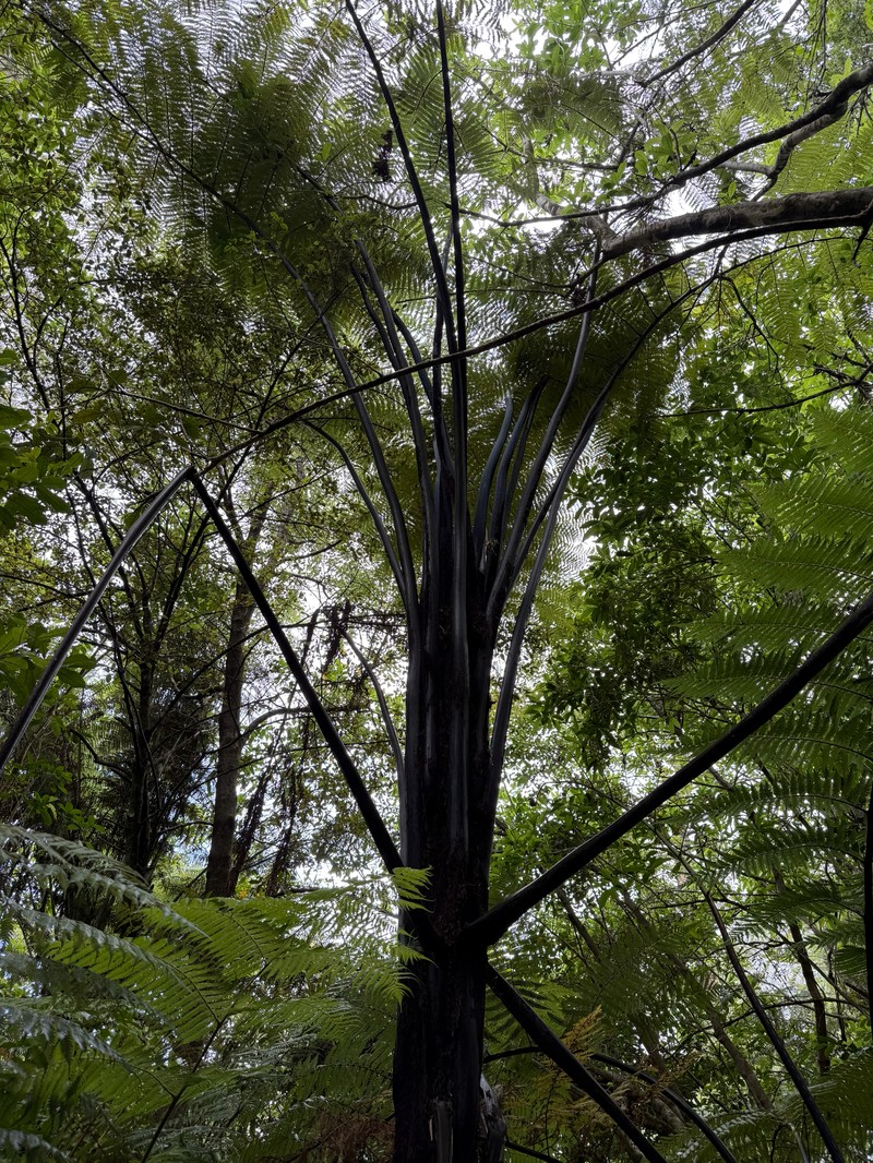 Sphaeropteris medullaris photo 4