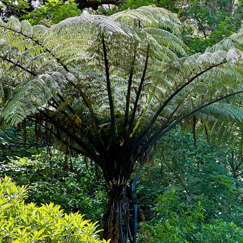 Sphaeropteris medullaris photo 5