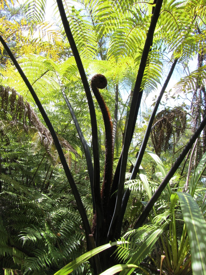 Sphaeropteris medullaris