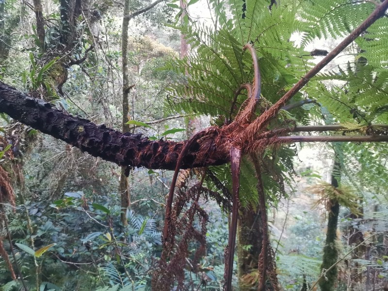 Sphaeropteris megalosora
