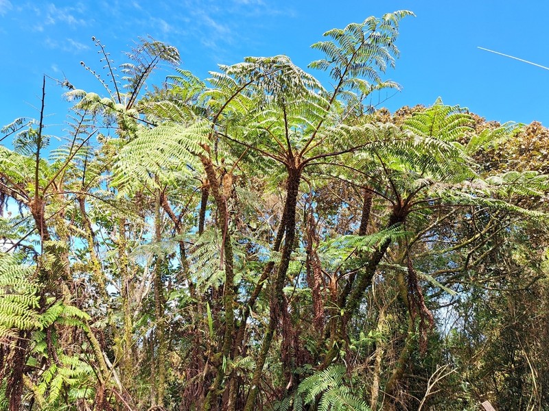 Sphaeropteris megalosora photo 2