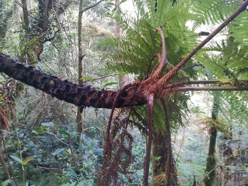 Sphaeropteris megalosora photo 3