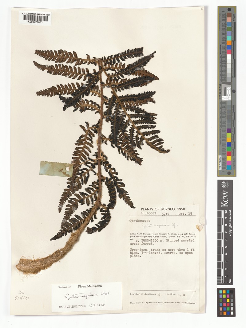 Sphaeropteris megalosora photo 4