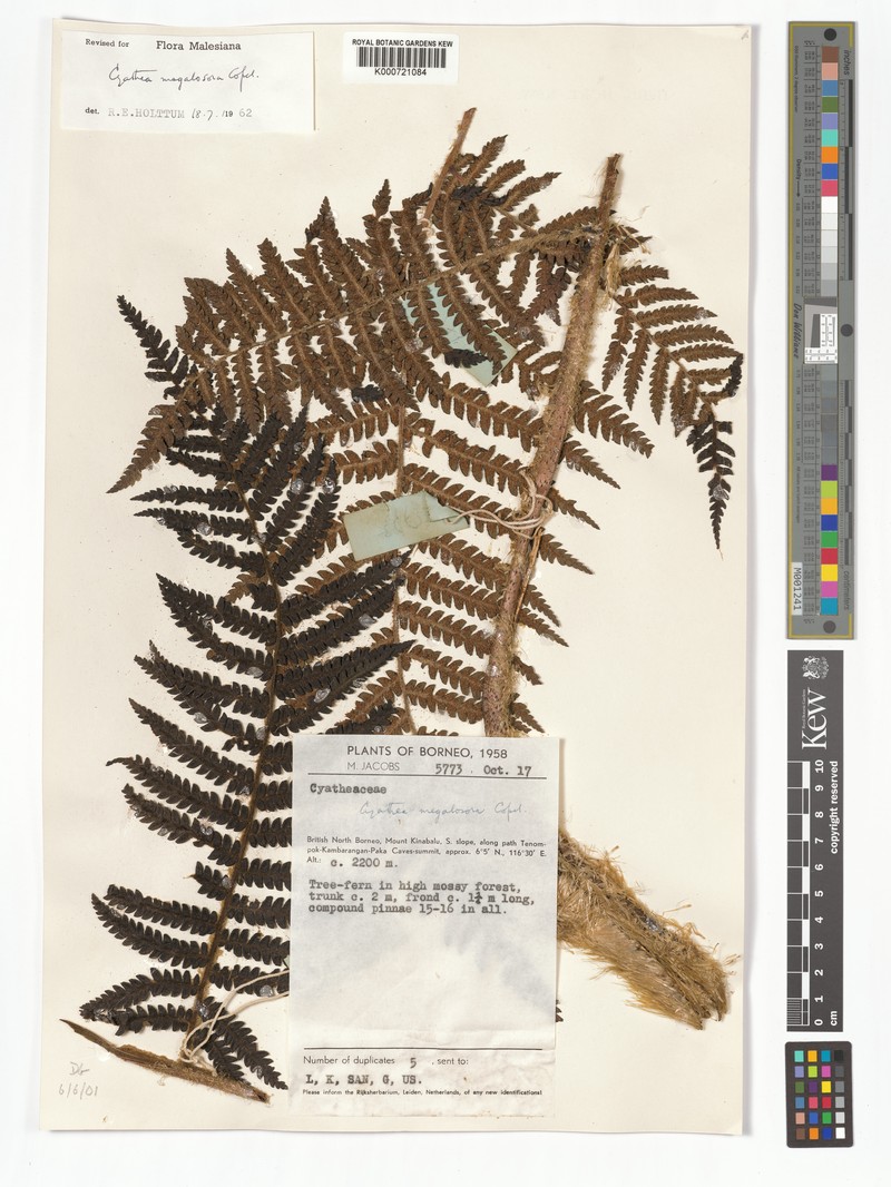 Sphaeropteris megalosora photo 5