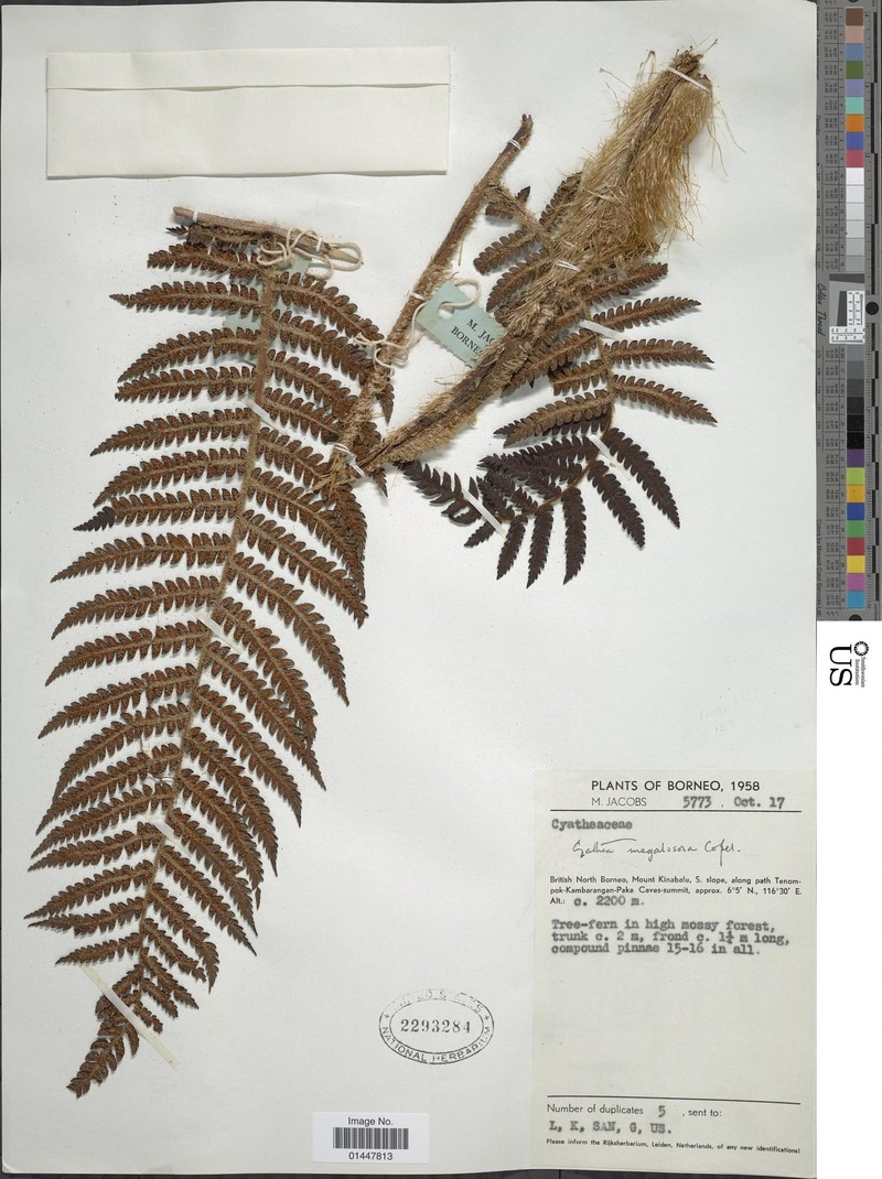 Sphaeropteris megalosora photo 6