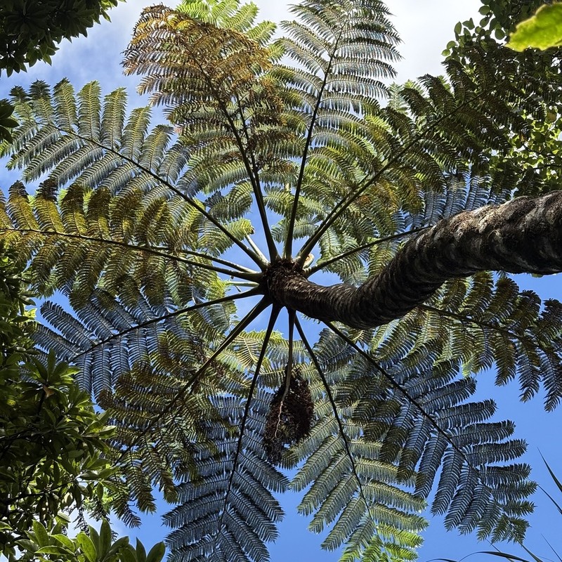 Sphaeropteris mertensiana
