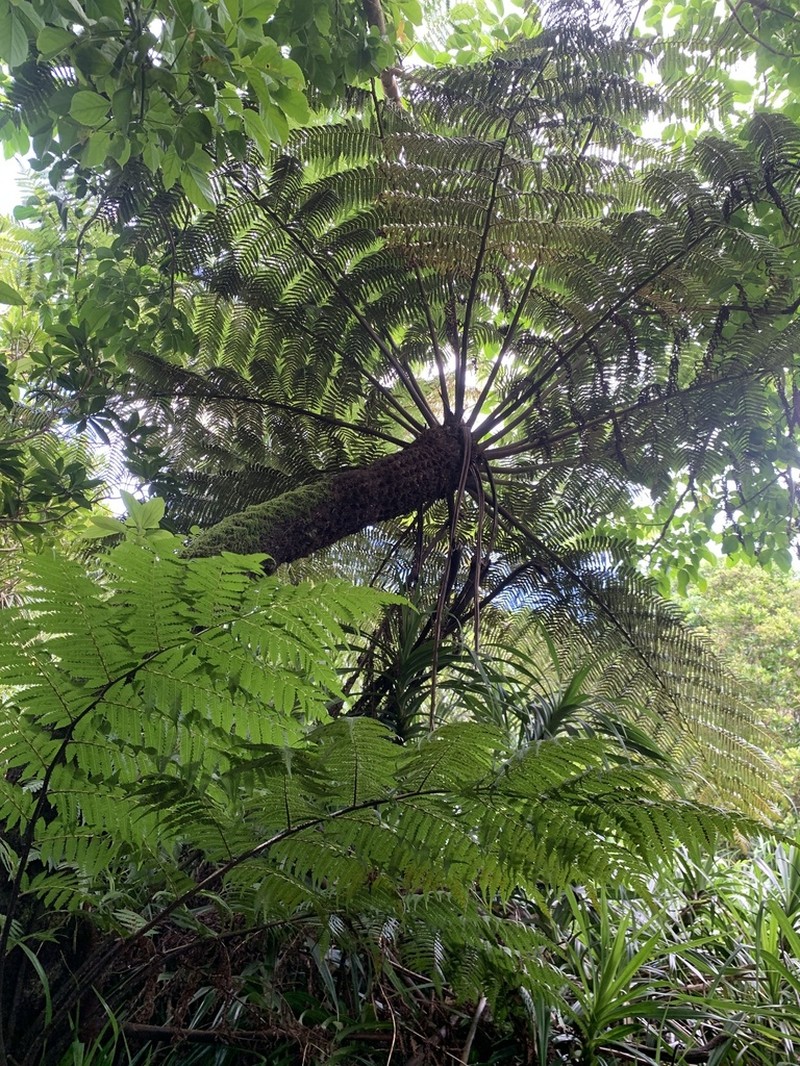Sphaeropteris mertensiana photo 2
