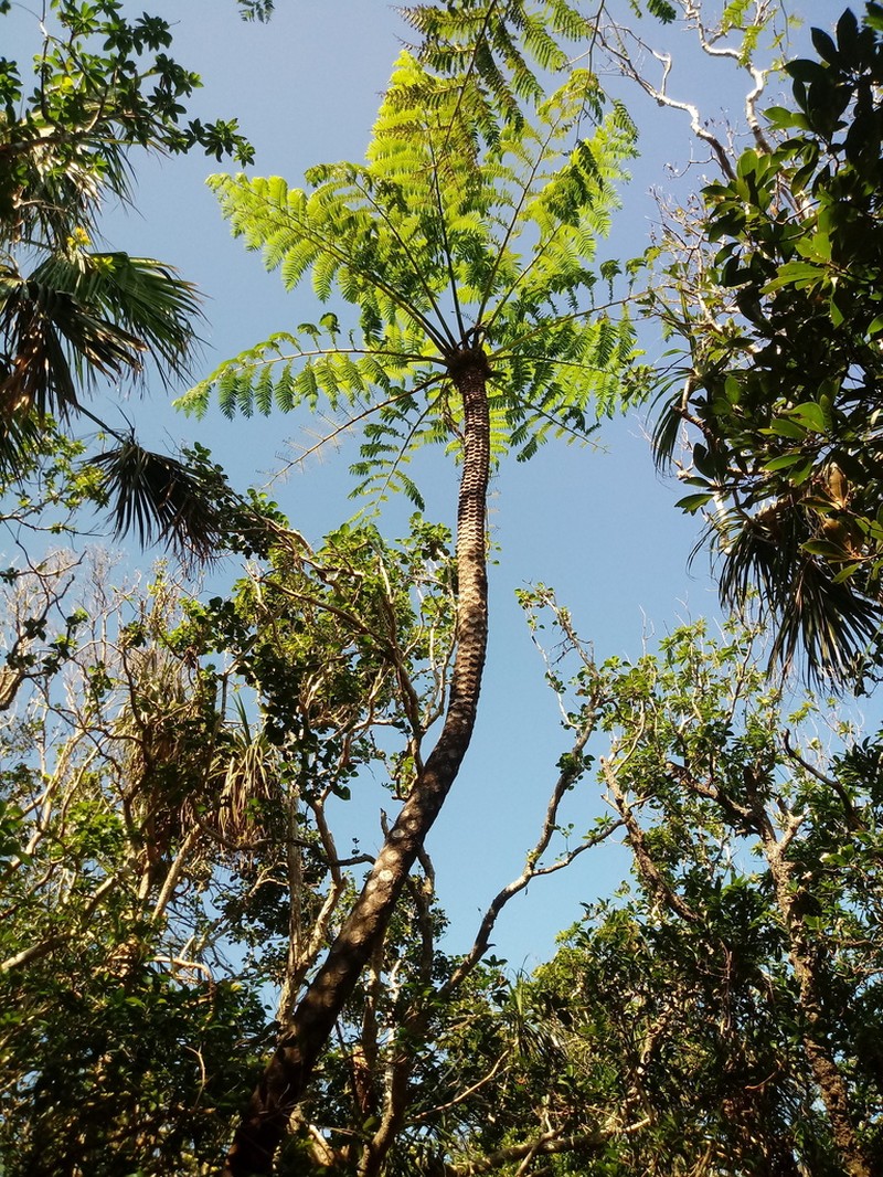 Sphaeropteris mertensiana photo 3