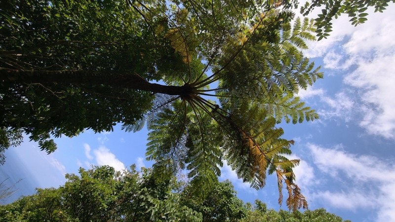 Sphaeropteris mertensiana photo 4